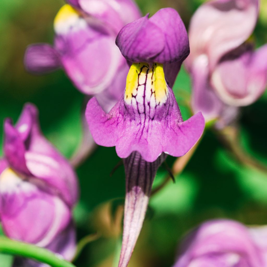 Linaria triornithophora, Linaire à trois oiseaux