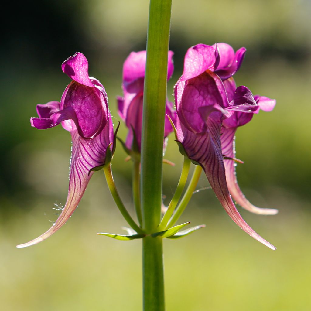 Linaria triornithophora, Linaire à trois oiseaux