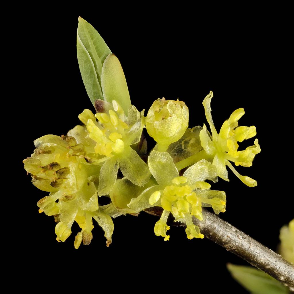 Lindera benzoin - Laurier benzoin.