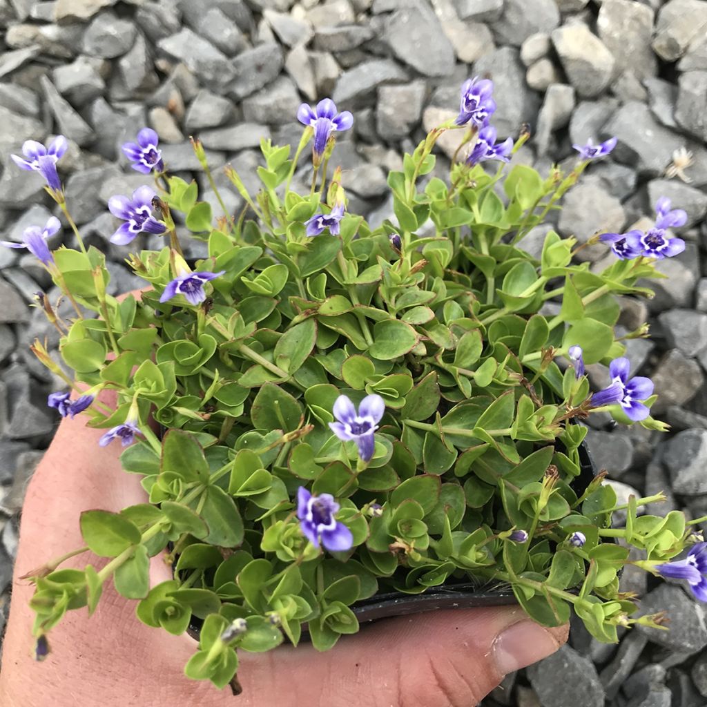 Lindernia grandiflora - Lindernie à grandes fleurs