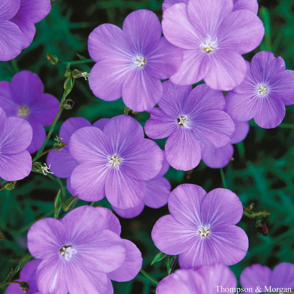 Graines de Linum narbonense Heavenly Blue - Lin de Narbonne