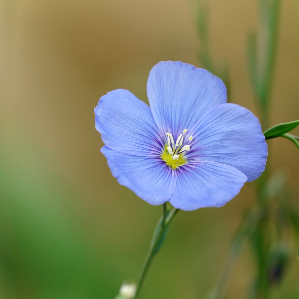 Linum perenne - Lin vivace