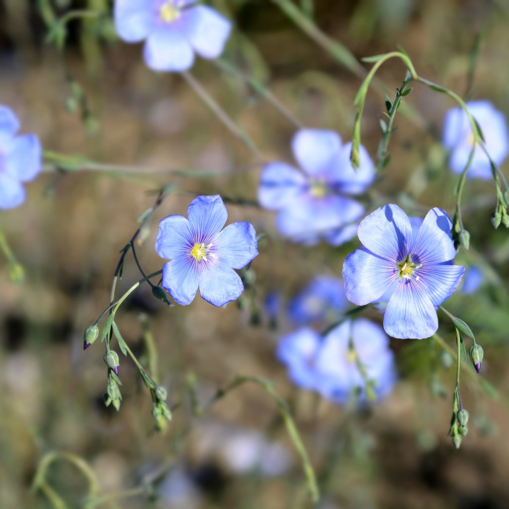 Linum perenne - Lin vivace