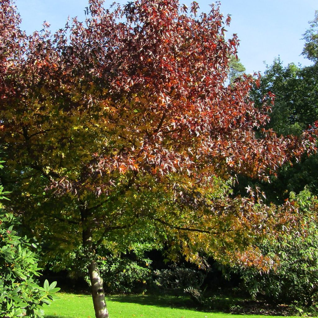 Liquidambar styraciflua Andrew Hewson - Copalme d'Amérique