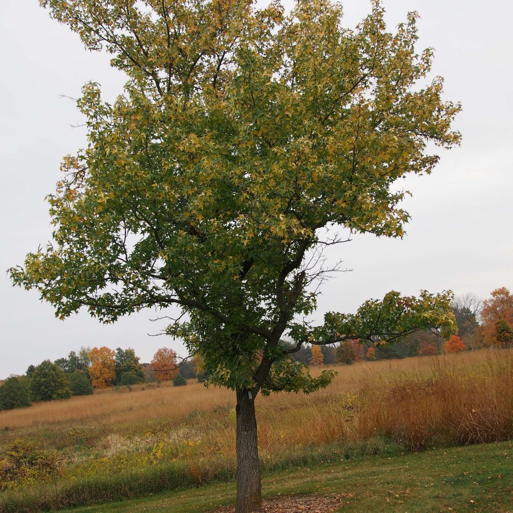 Liquidambar styraciflua Aurea