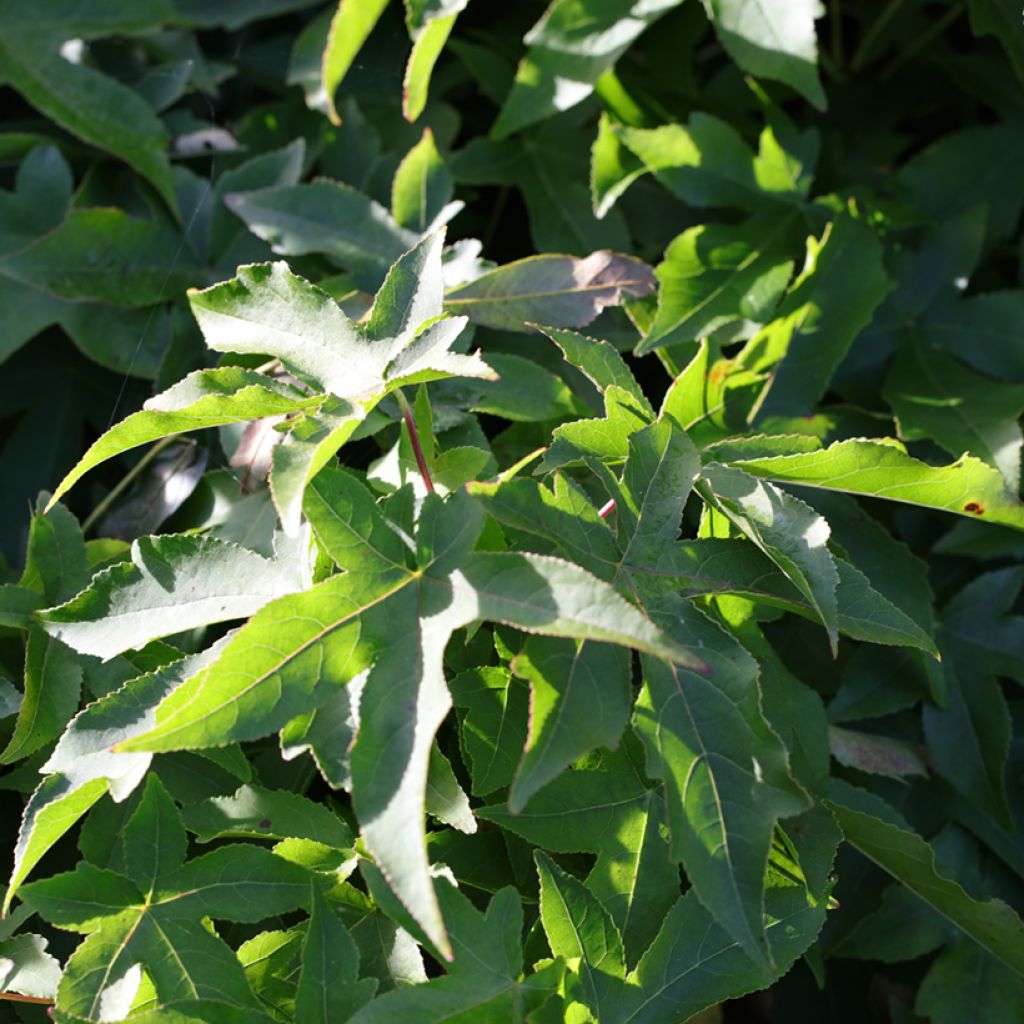 Liquidambar styraciflua Gum Ball - Copalme d'Amérique