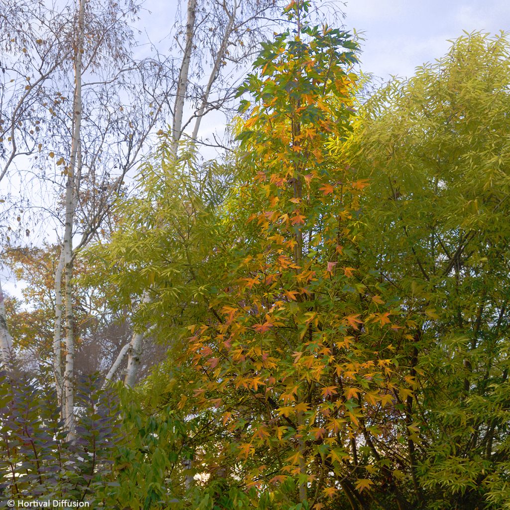 Liquidambar styraciflua Oakville Highlight - Copalme d'Amérique