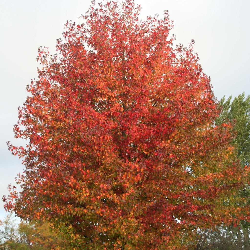 Liquidambar styraciflua Thea - Copalme d'Amérique