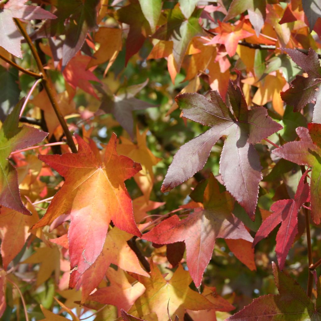 Liquidambar styraciflua Thea - Copalme d'Amérique