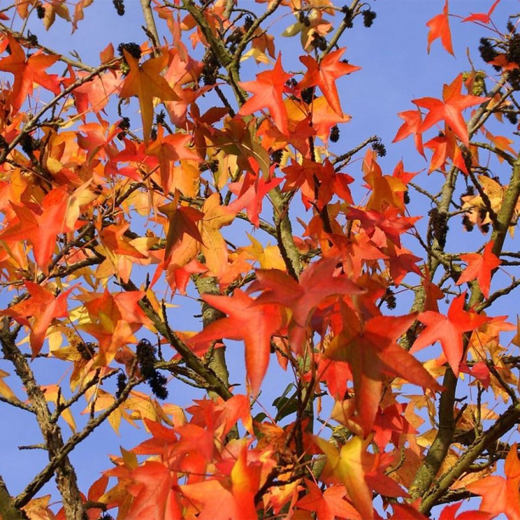 Copalme d'Amérique - Liquidambar styracyflua Stella