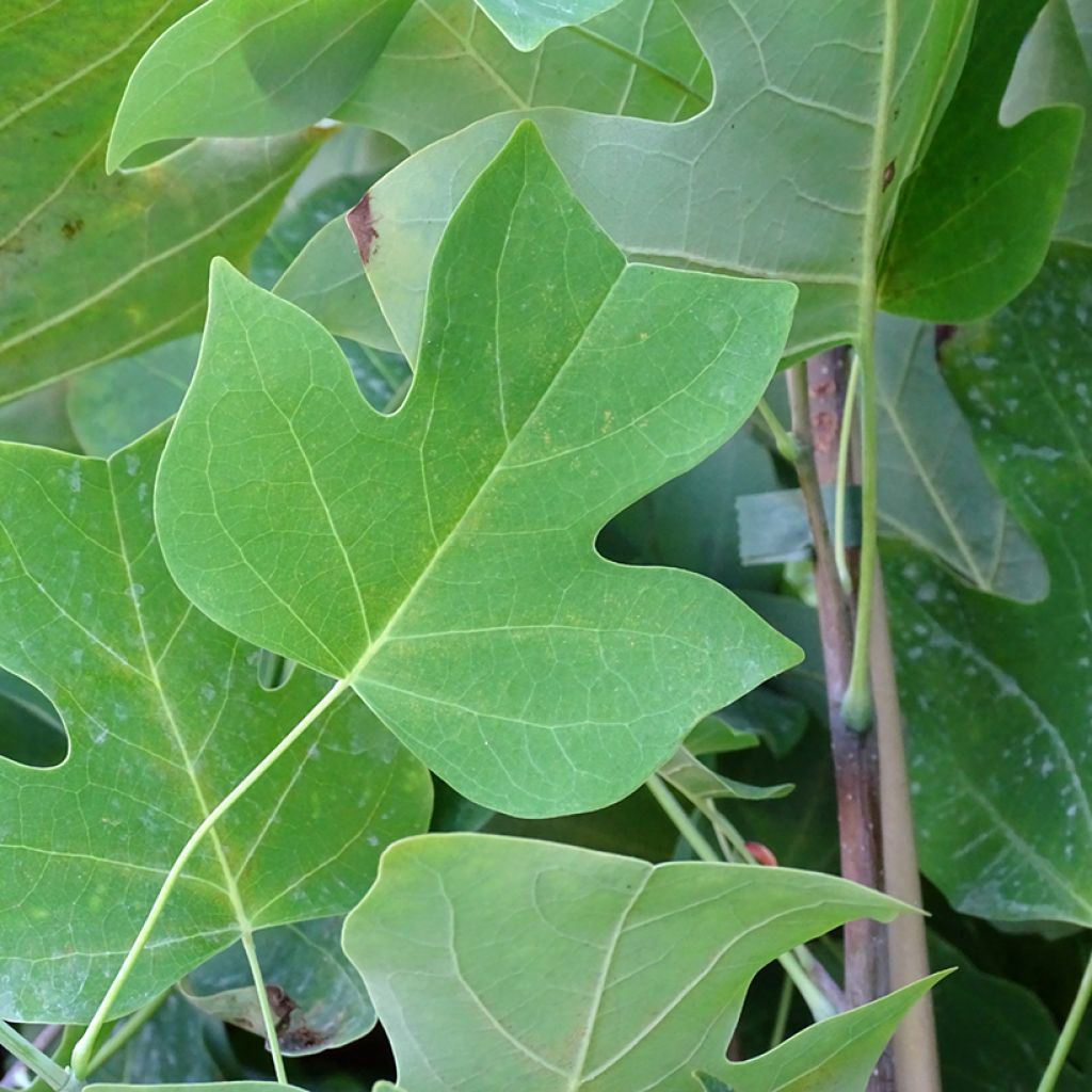 Liriodendron tulipifera - Tulipier de Virginie