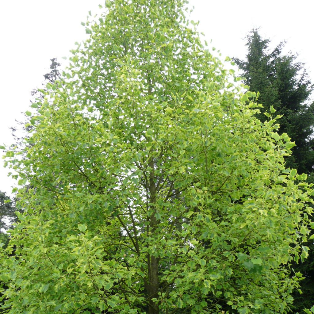 Liriodendron tulipifera Aureomarginatum - Tulipier de Virginie