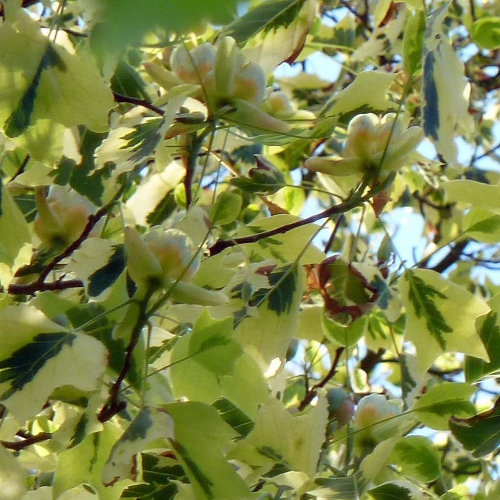 Liriodendron tulipifera Aureomarginatum - Tulipier de Virginie