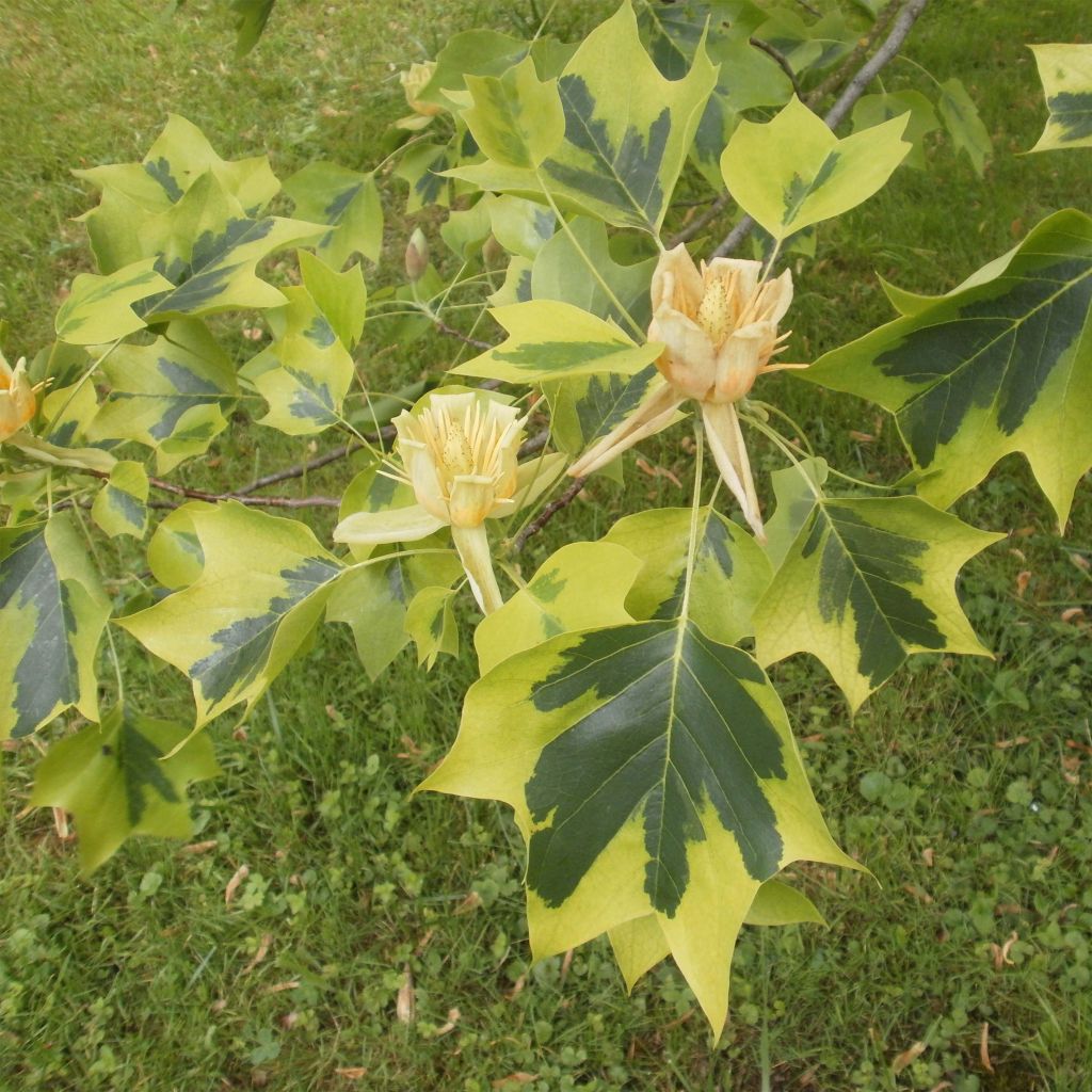 Liriodendron tulipifera Aureomarginatum - Tulipier de Virginie