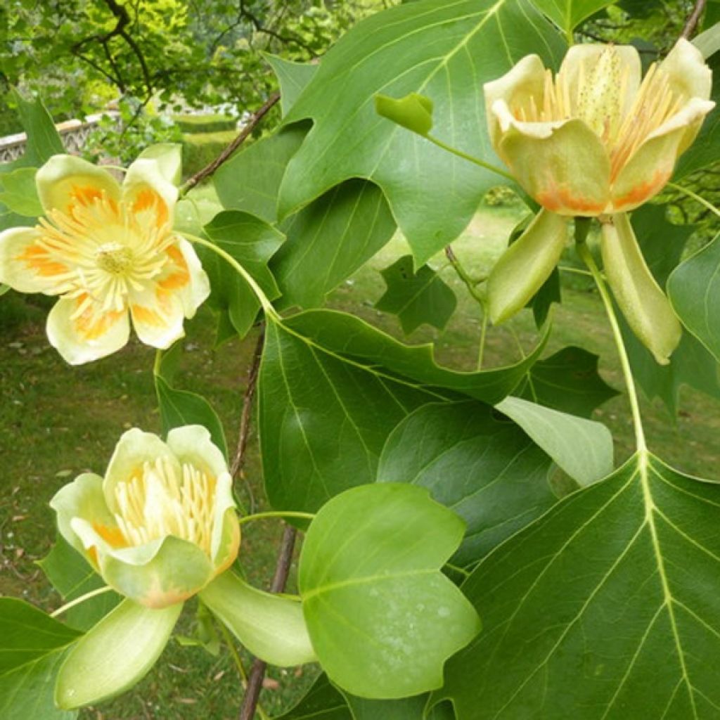 Liriodendron tulipifera - Tulipier de Virginie