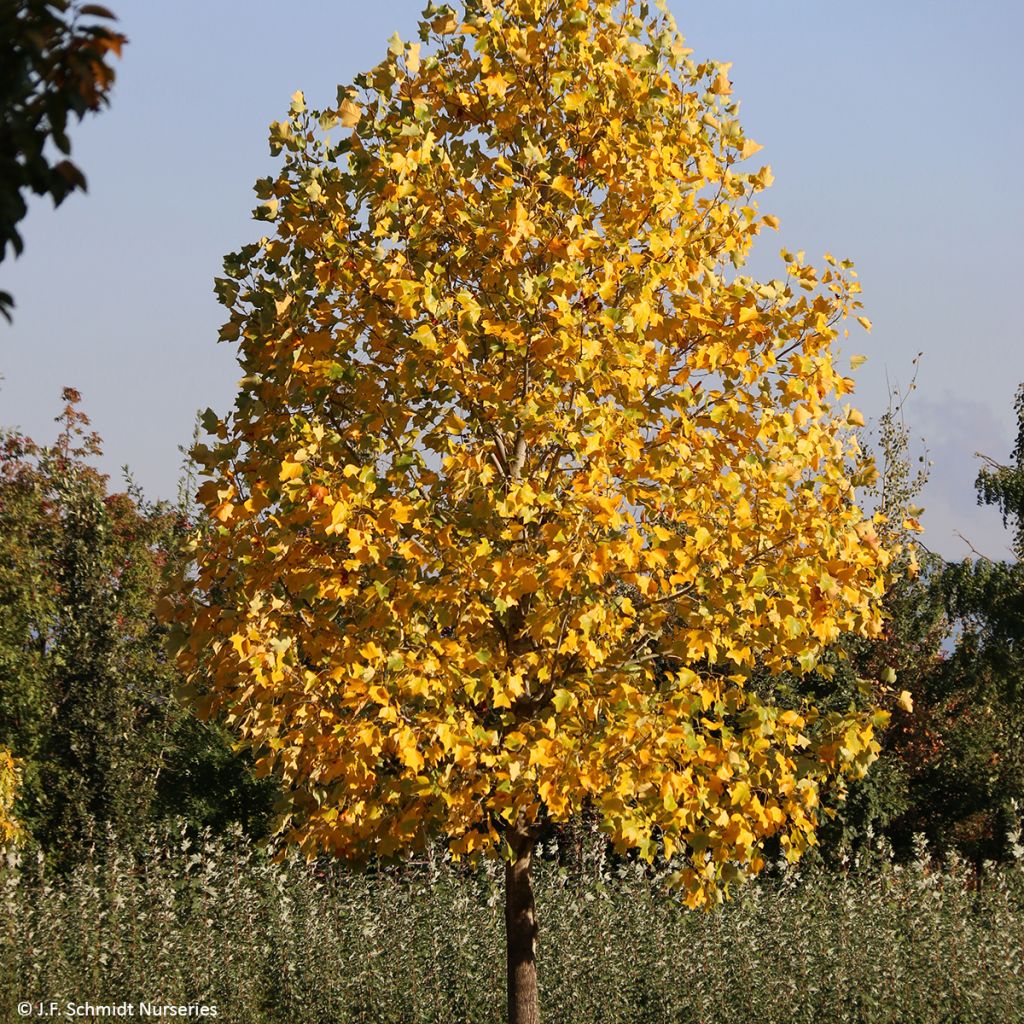 Liriodendron tulipifera Emerald City - Tulipier de Virginie