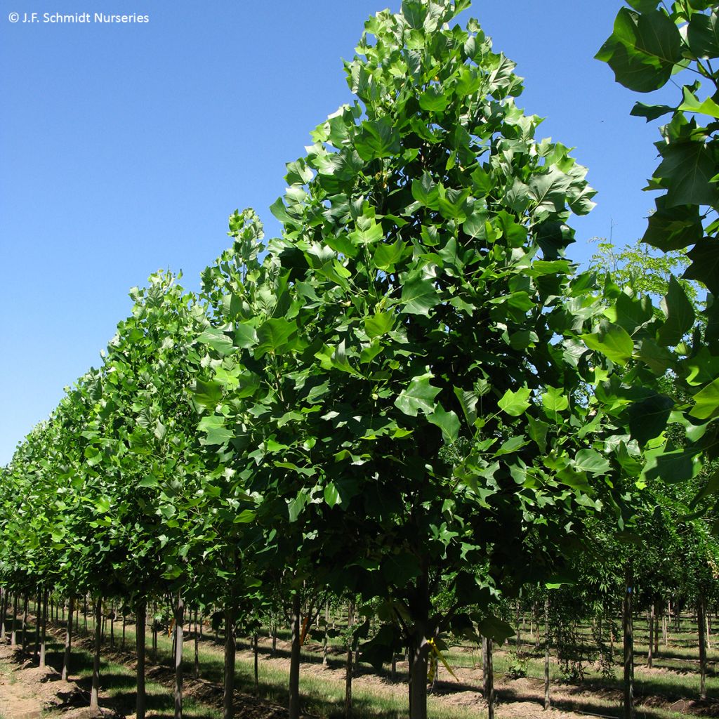 Liriodendron tulipifera Emerald City - Tulipier de Virginie