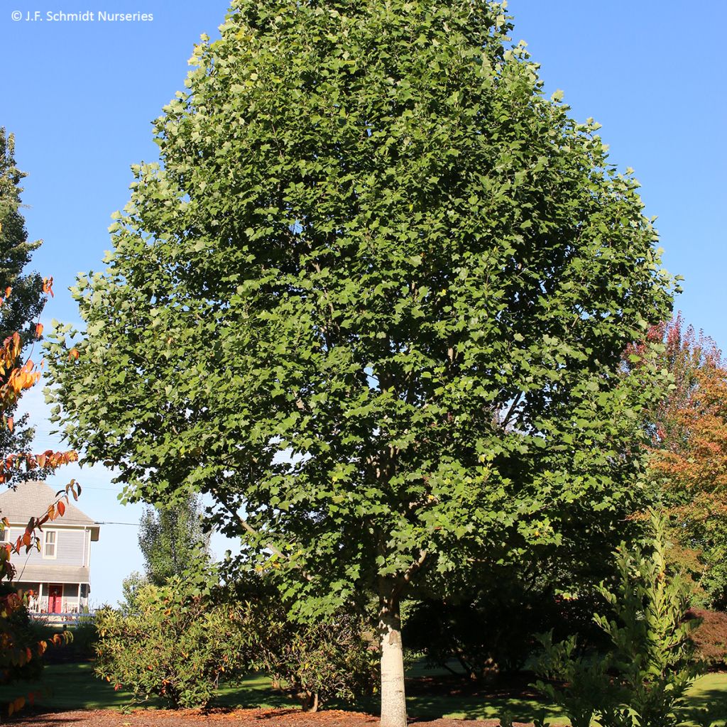 Liriodendron tulipifera Emerald City - Tulipier de Virginie