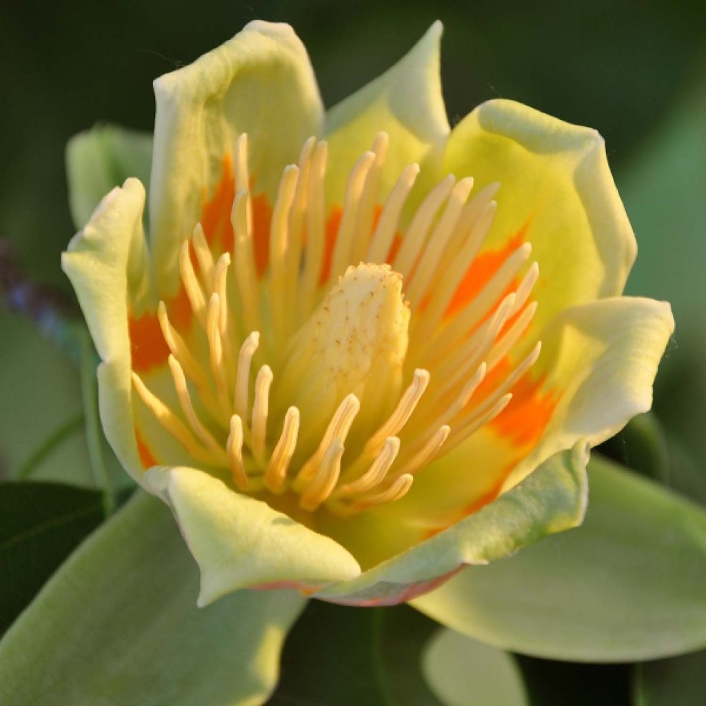 Liriodendron tulipifera - Tulipier de Virginie