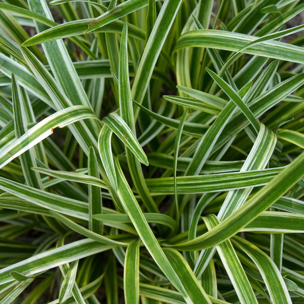 Liriope muscari Gold Banded