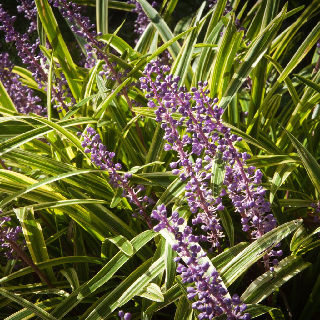 Liriope muscari Gold Banded