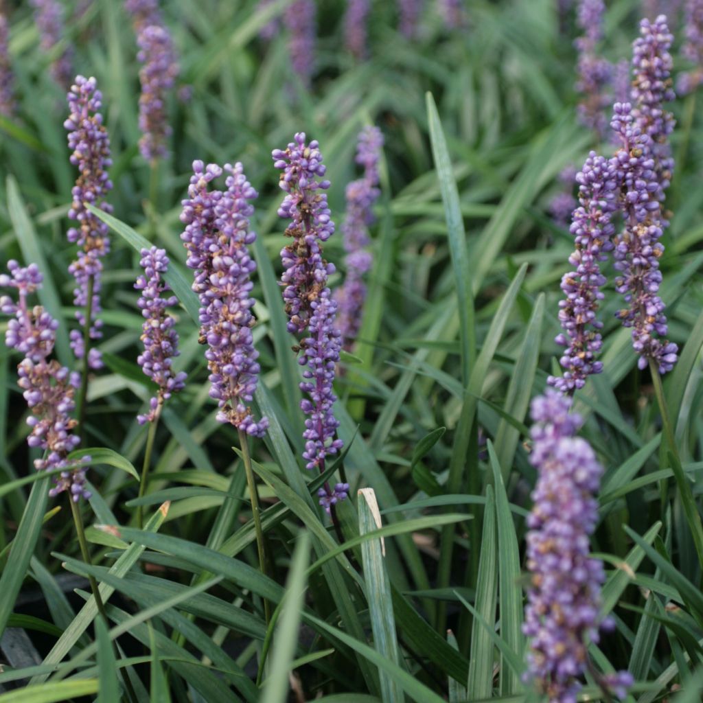 Liriope muscari Ingwersen