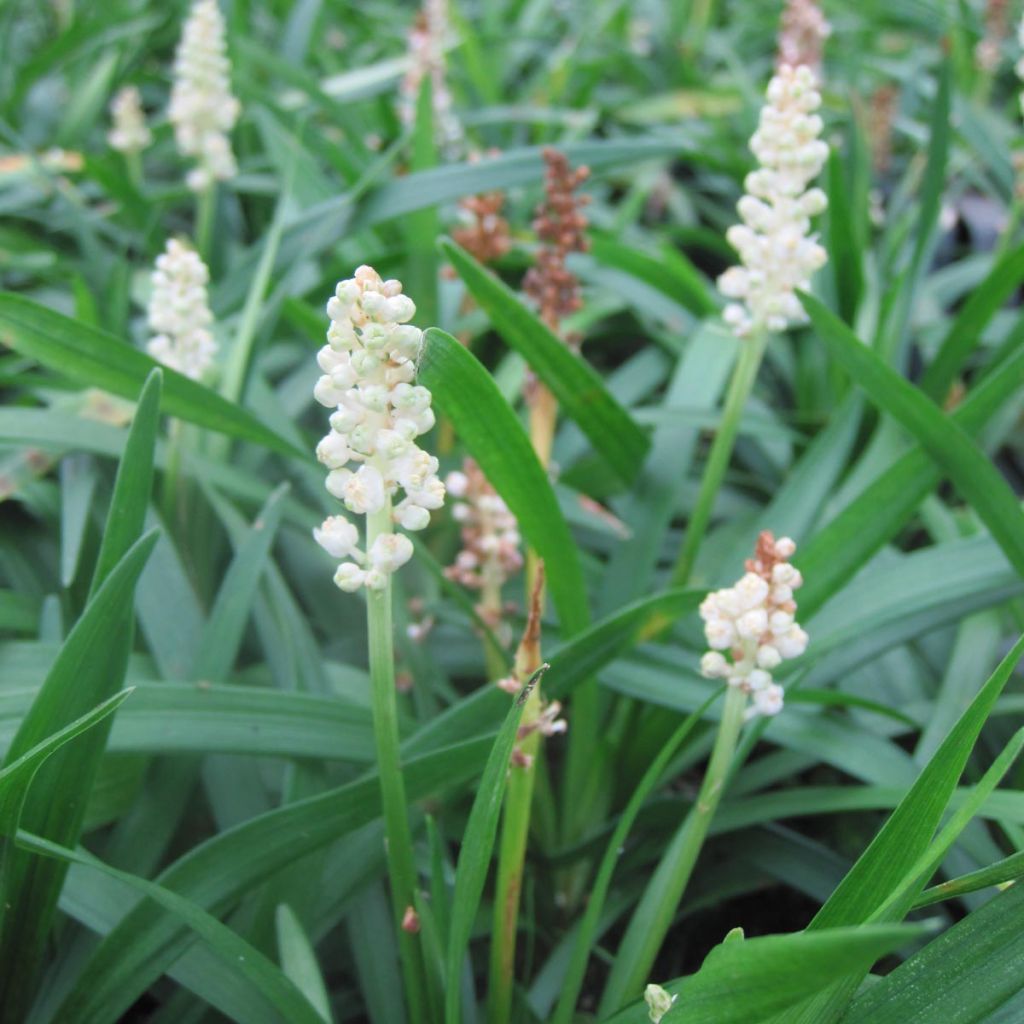 Liriope muscari Monroe White 