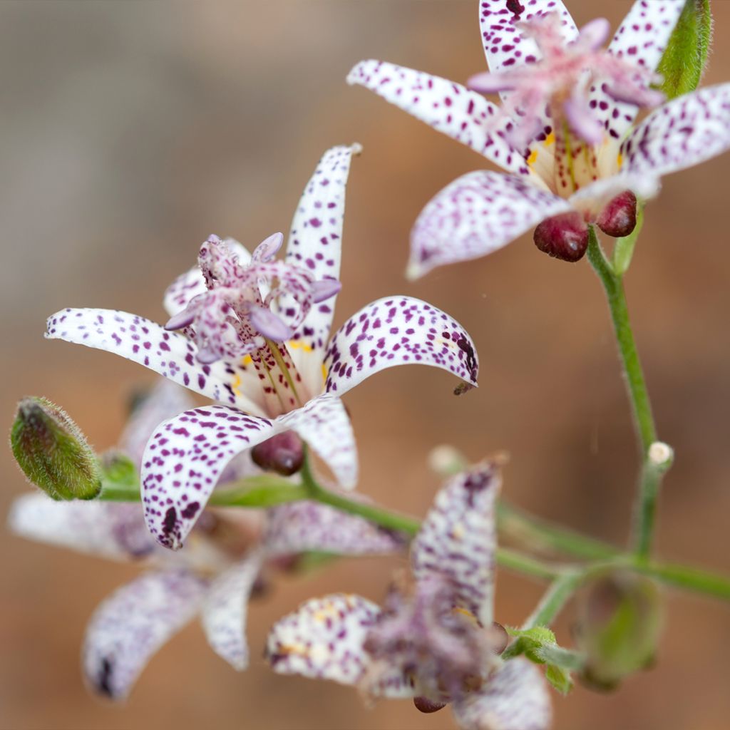 Lis Orchidée, Tricyrtis hirta Albomarginata, Lis crapaud