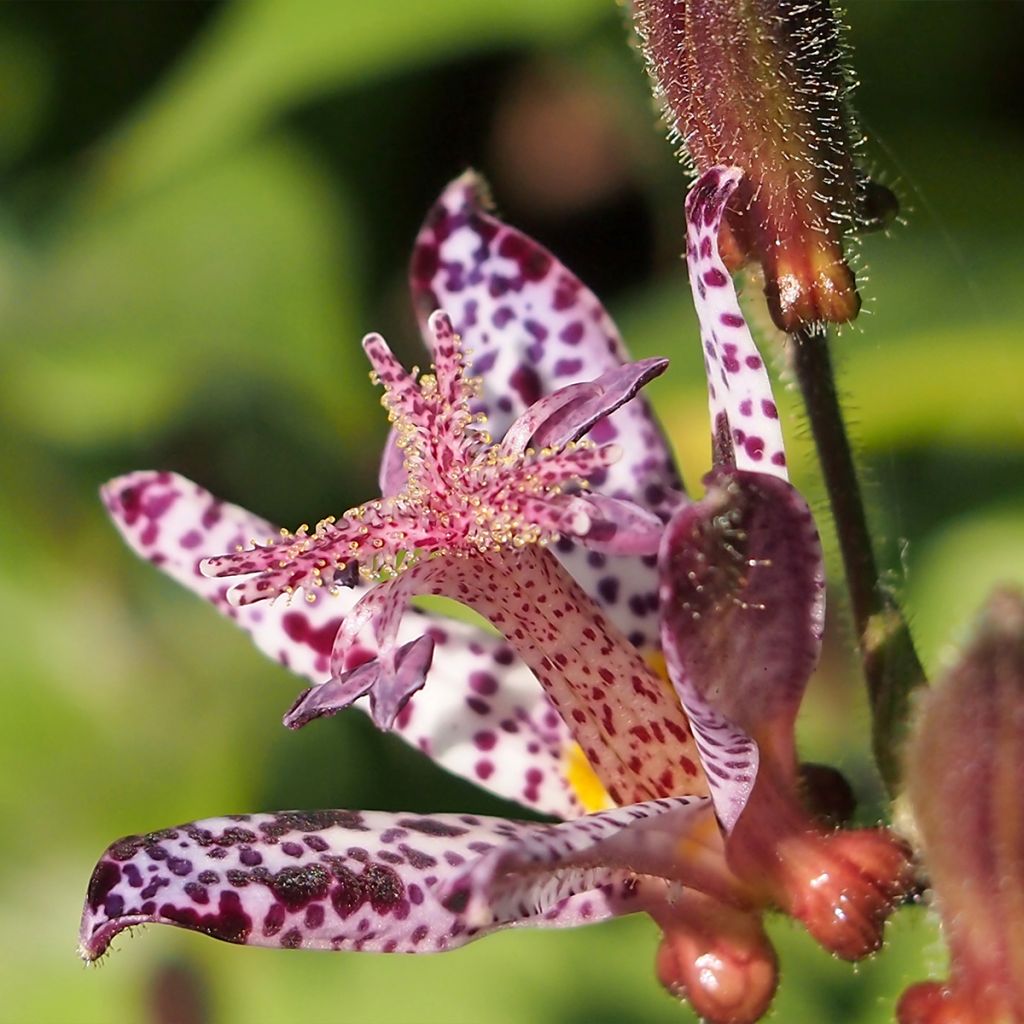 Lis Orchidée, Tricyrtis hirta Albomarginata, Lis crapaud