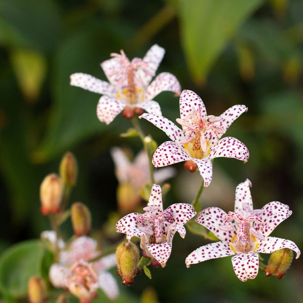 Lis Orchidée, Tricyrtis hirta Albomarginata, Lis crapaud