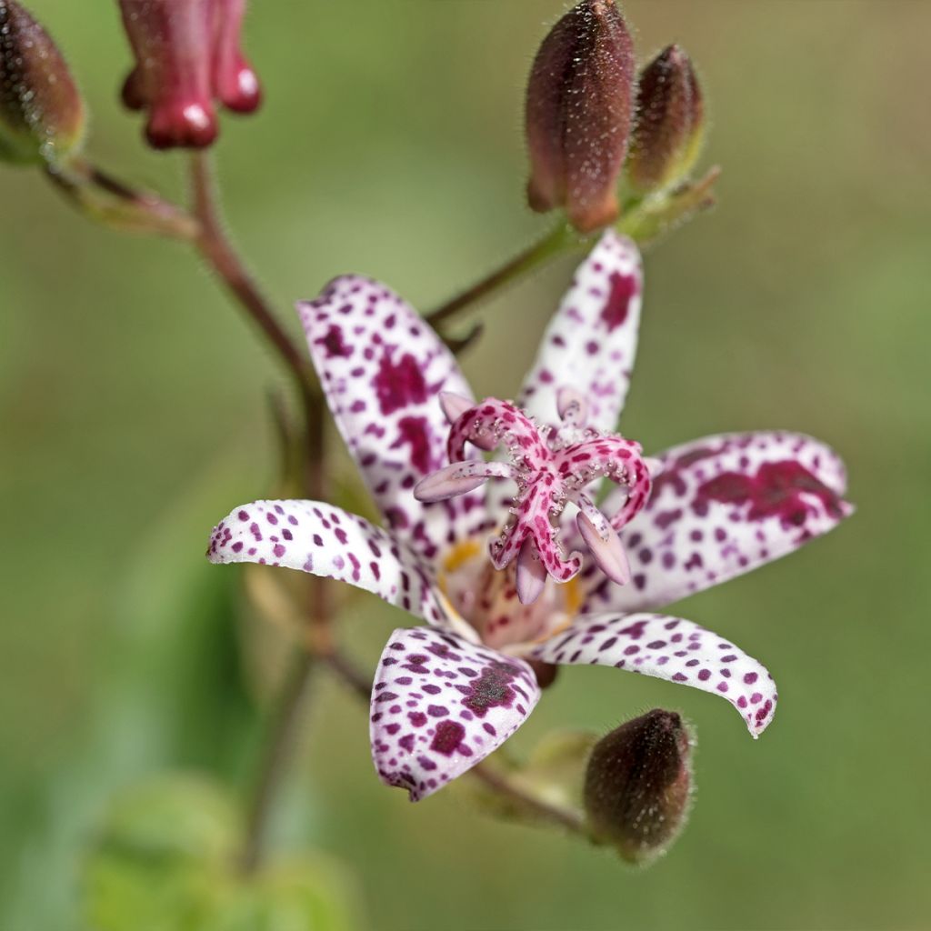 Lis Orchidée, Tricyrtis hirta Albomarginata, Lis crapaud