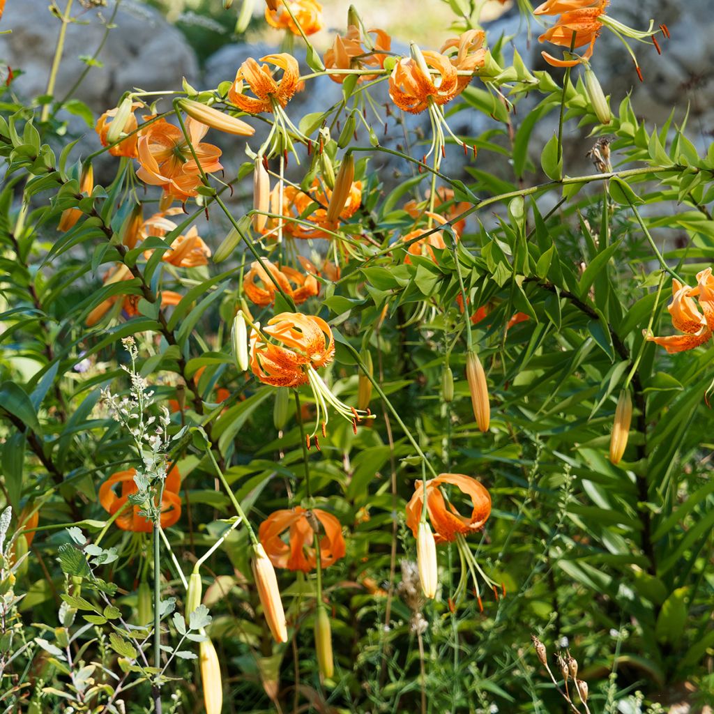 Lis botanique henryi