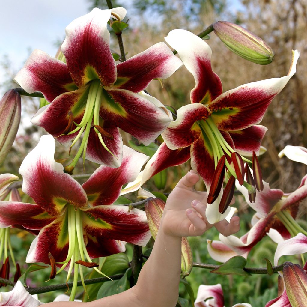 Lis hybride Leslie Woodriff - Lilium oriental / trompette