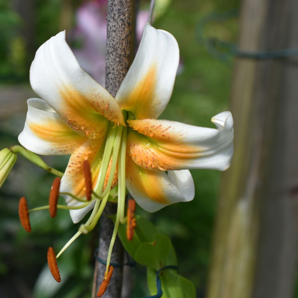 Lis hybride de henryi - Lilium Lady Alice