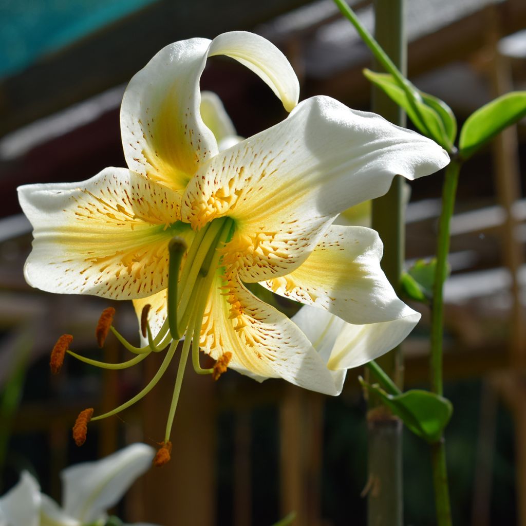 Lis hybride de henryi - Lilium Lady Alice