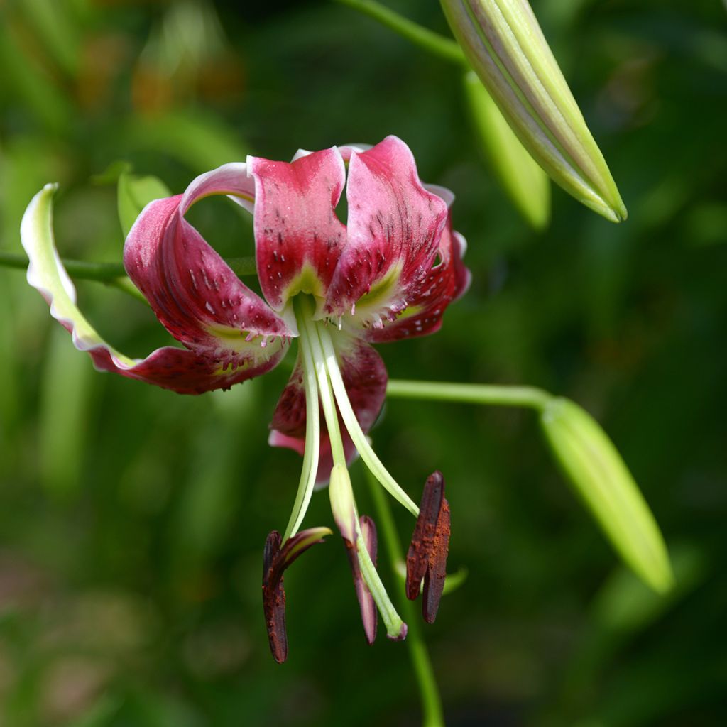 Lis hybride oriental - Lilium x speciosum Black Beauty -