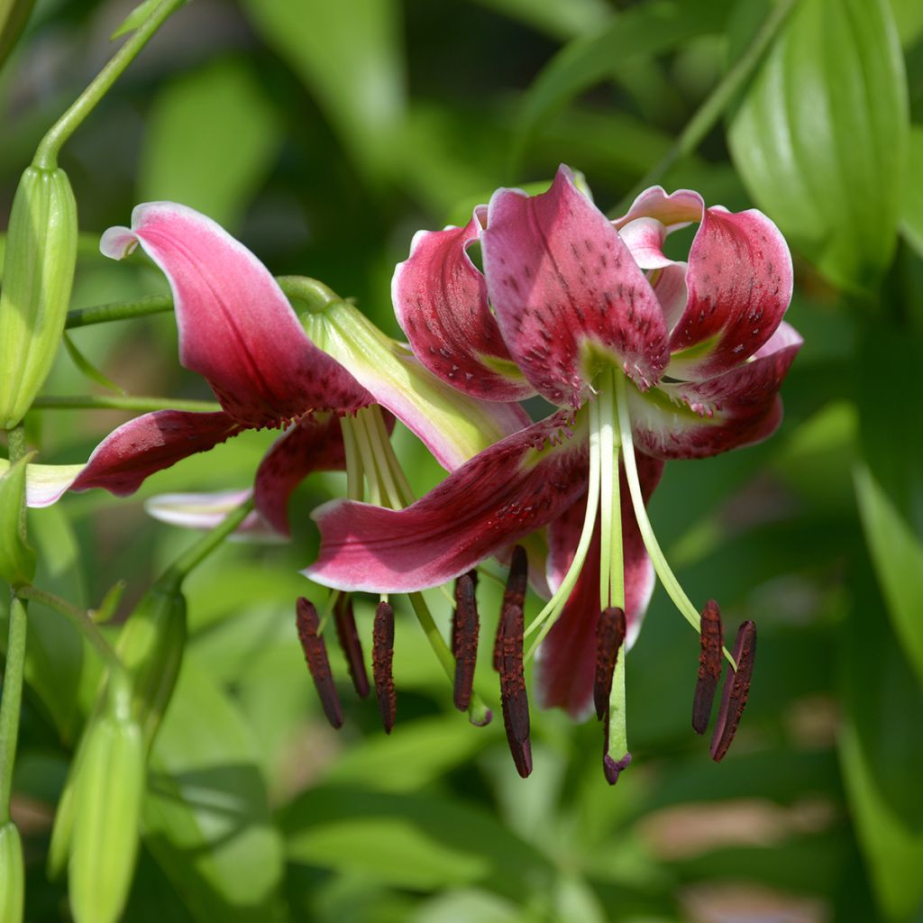 Lis hybride oriental - Lilium x speciosum Black Beauty -