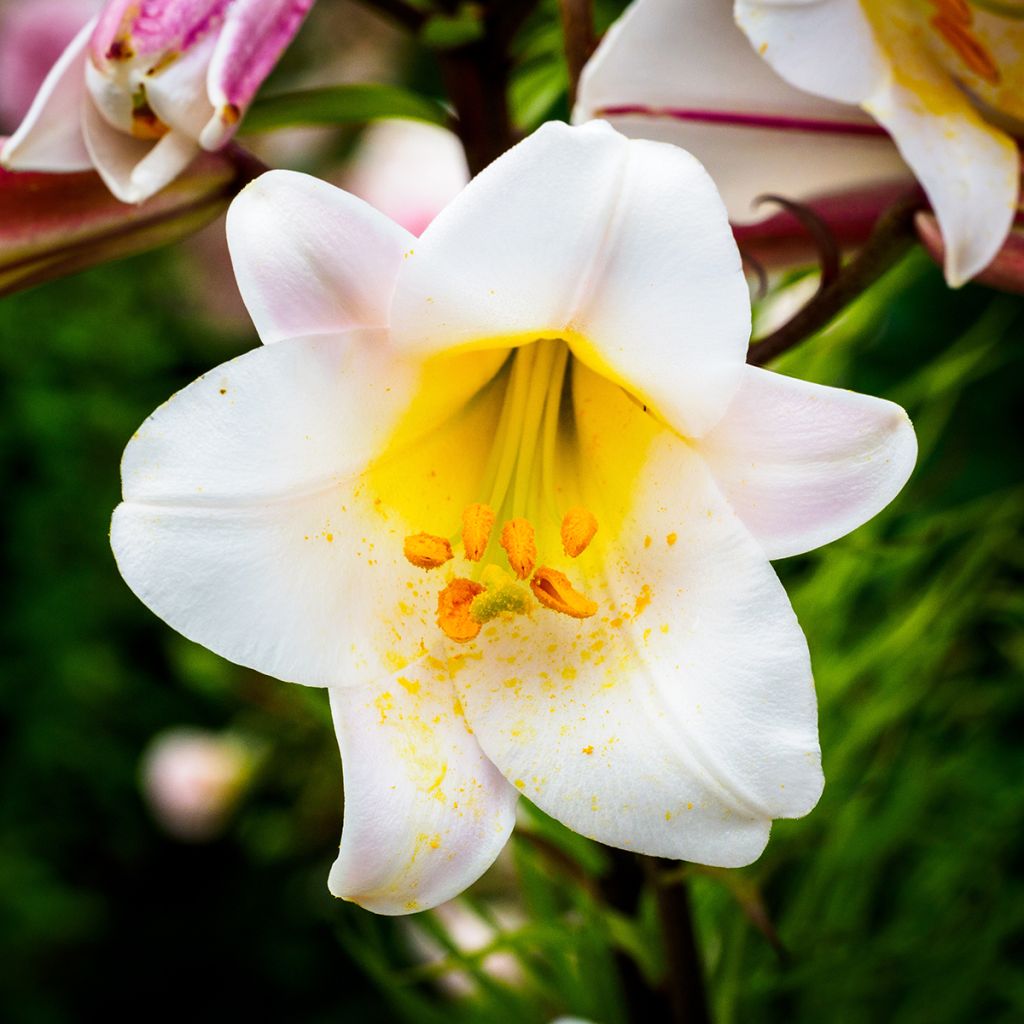 Lis royal espèce botanique - Lilium regale