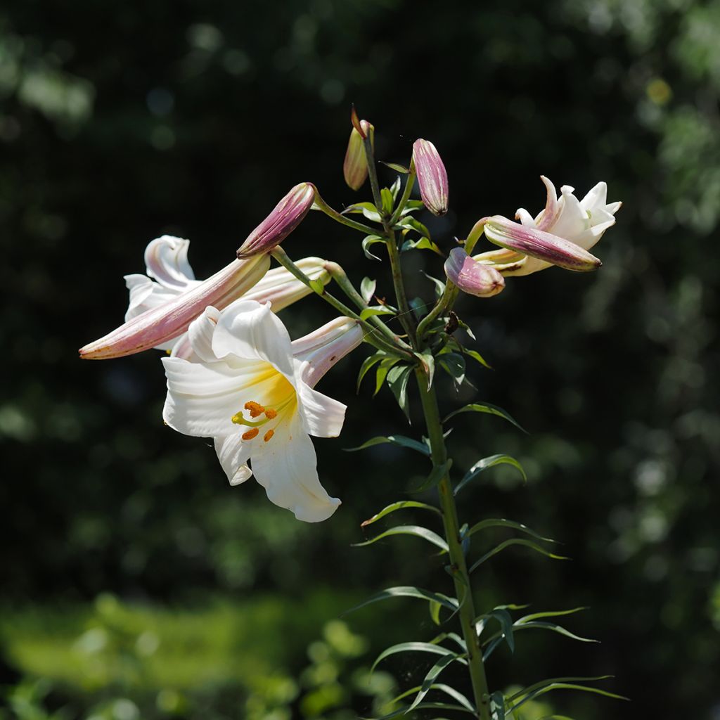 Lis royal espèce botanique - Lilium regale