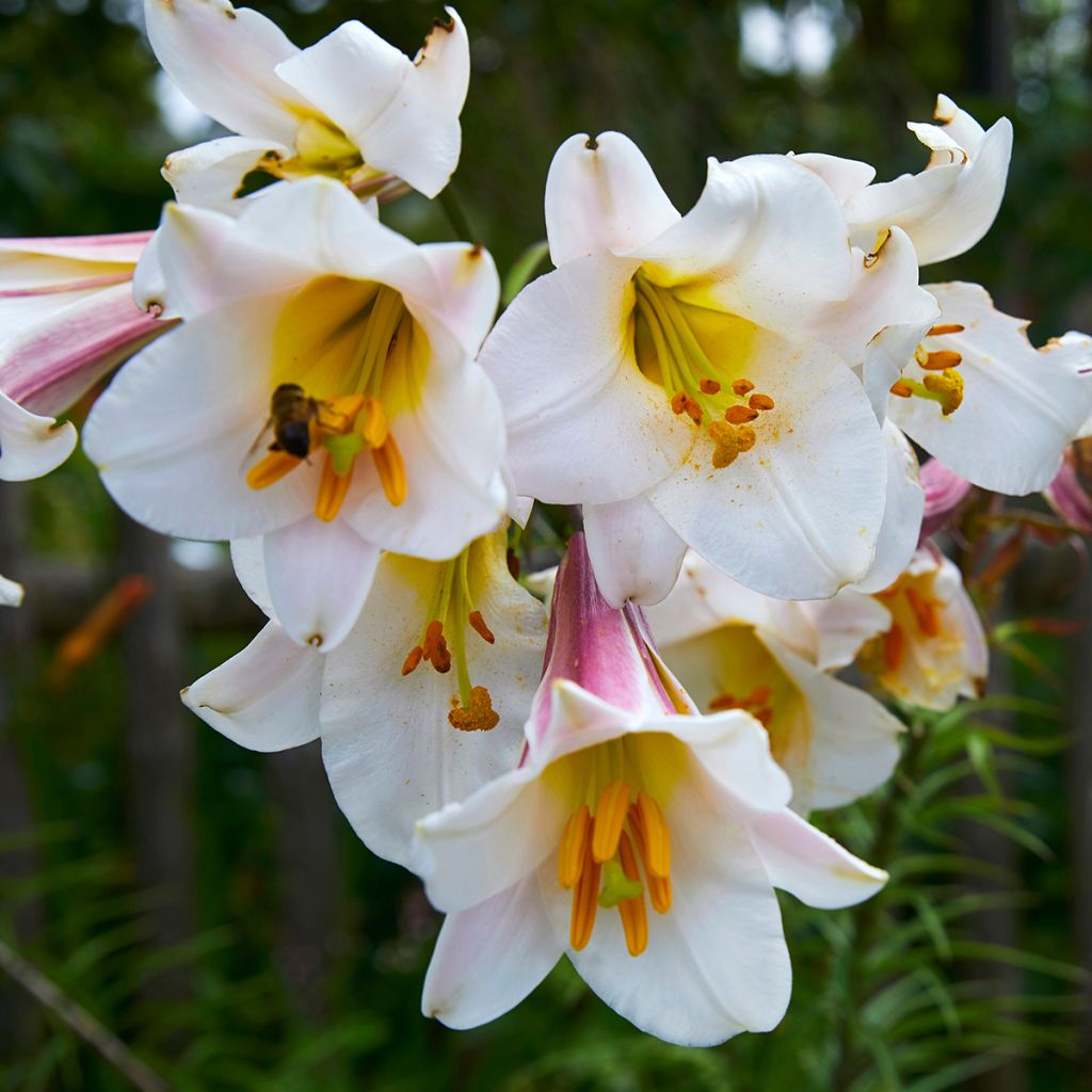 Lis royal espèce botanique - Lilium regale