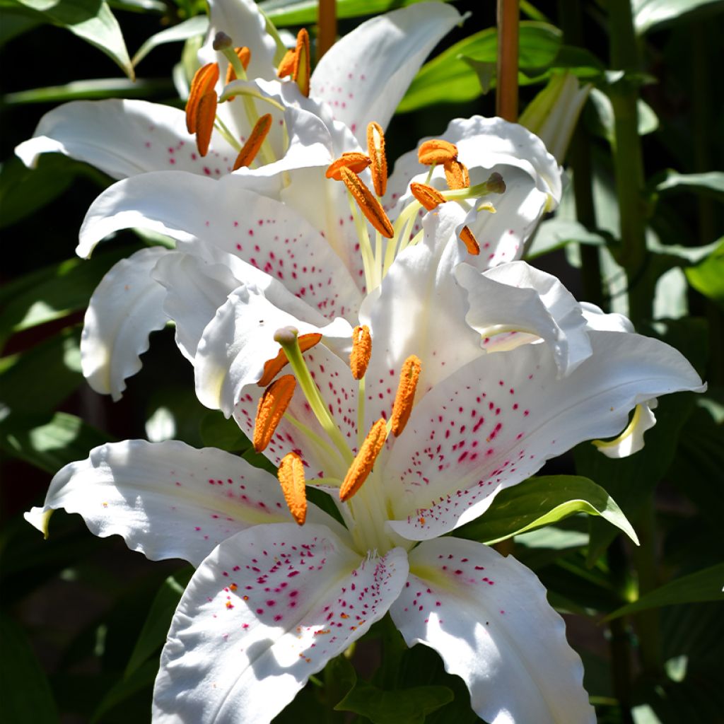 Lis trompette - Lilium Muscadet