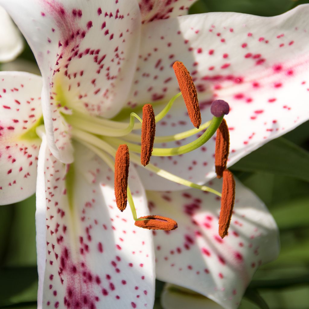 Lis trompette - Lilium Muscadet