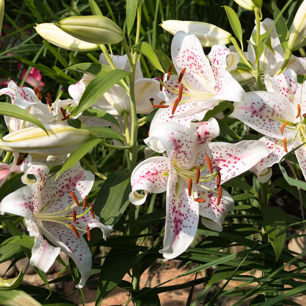 Lis trompette - Lilium Muscadet