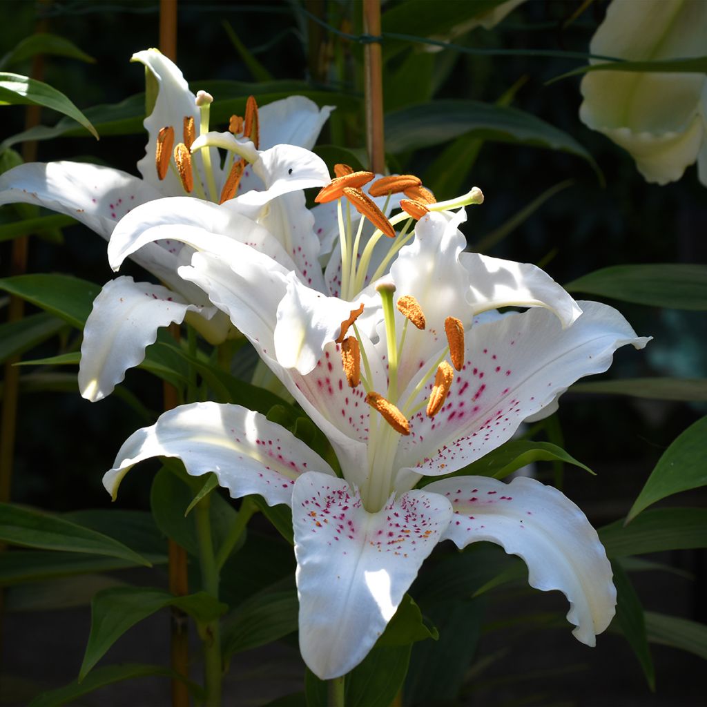 Lis trompette - Lilium Muscadet