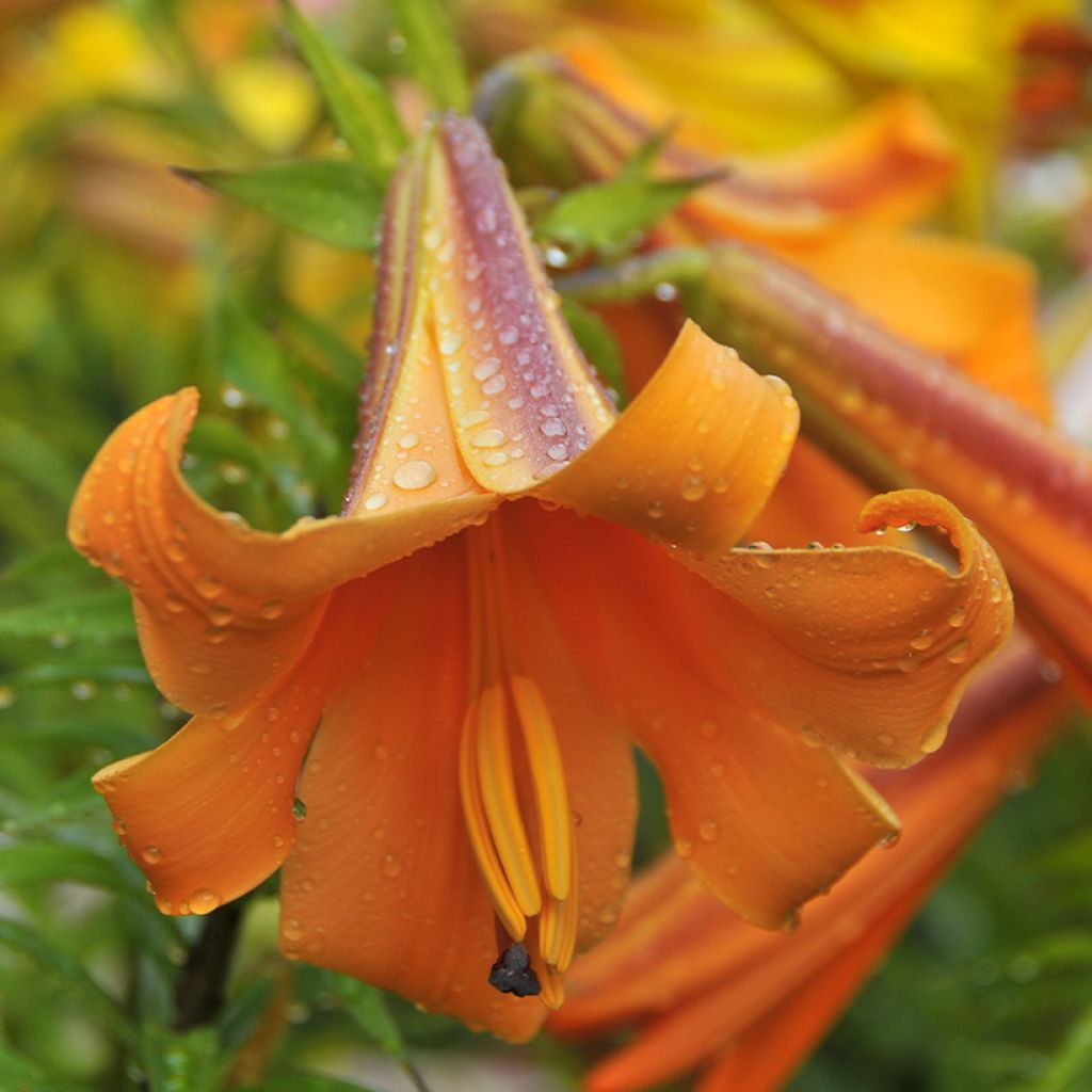 Lis trompette - Lilium x regale African Queen