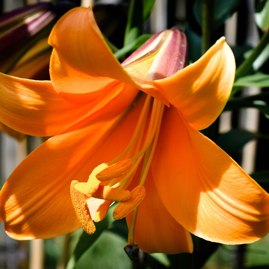 Lis trompette - Lilium x regale African Queen