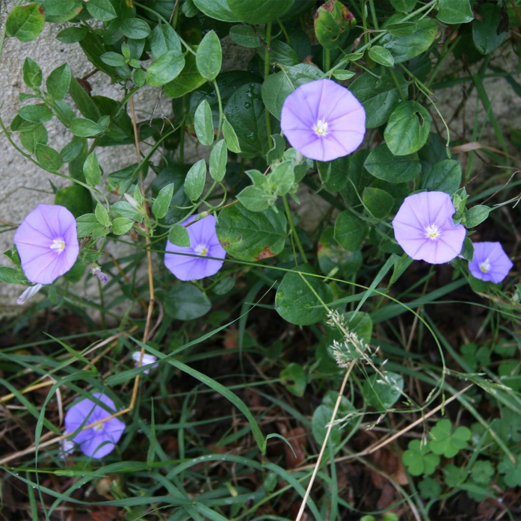 Liseron - Convolvulus sabatius Compacta