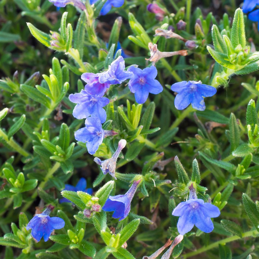 Lithodora diffusa Heavenly Blue - Grémil diffus