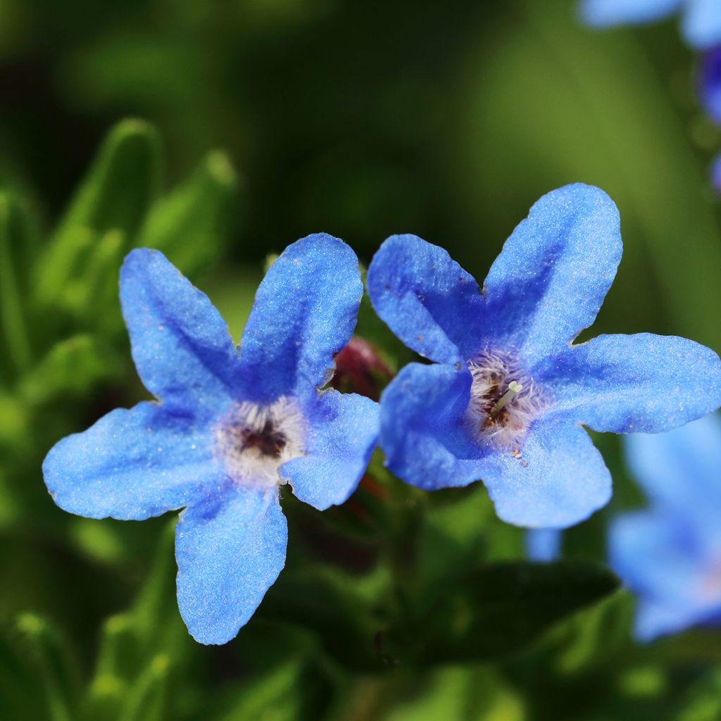 Lithodora diffusa Heavenly Blue - Grémil diffus