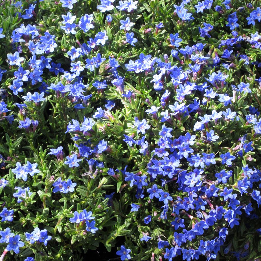 Lithodora diffusa Heavenly Blue - Grémil diffus